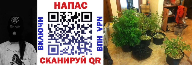 Бошки Шишки семена  это Telegram  Кумертау  цены  